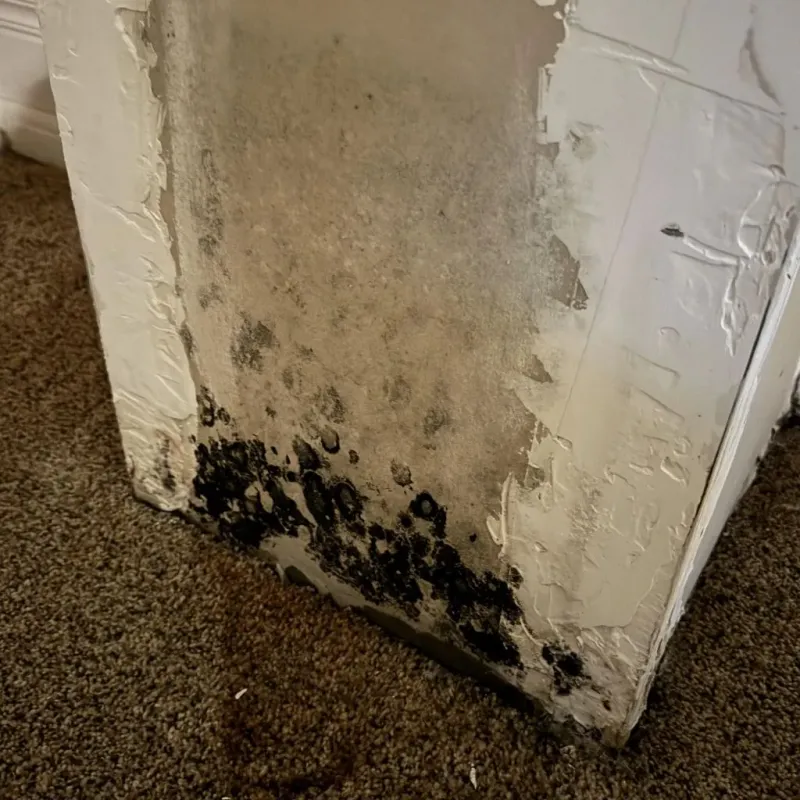 Professional Mold Removal in Sherman County, NE